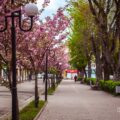 Фотопленер 1.0 Перший весняний фотосет 2020 і нові теми для проекту